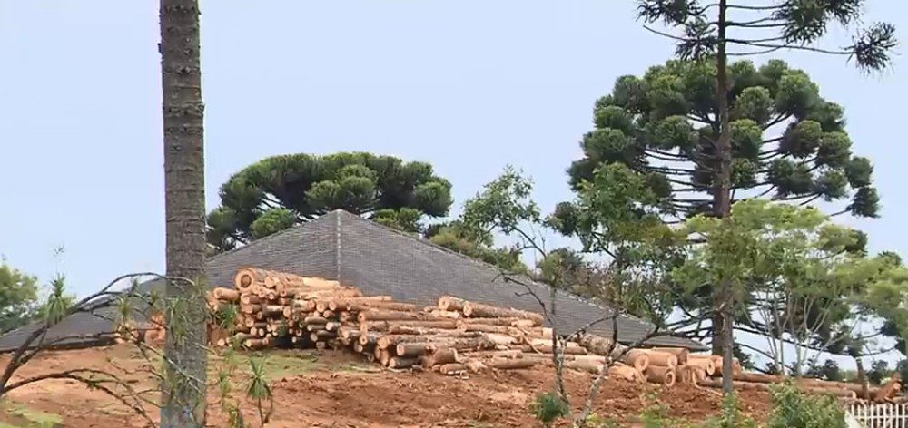 IAT autoriza que empresa corte 600 árvores, sendo 172 araucárias - Foto: Reprodução/RPC