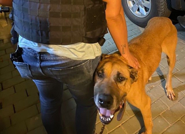 Cachorro foi resgatado pela Polícia Civil ?- Foto: Polícia Civil