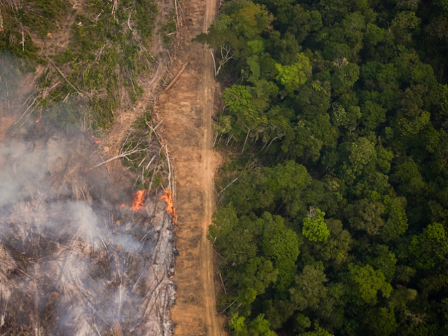 O combate ao desmatamento deve ser a prioridade do Brasil para a mitigação das mudanças climáticas Foto: Reprodução