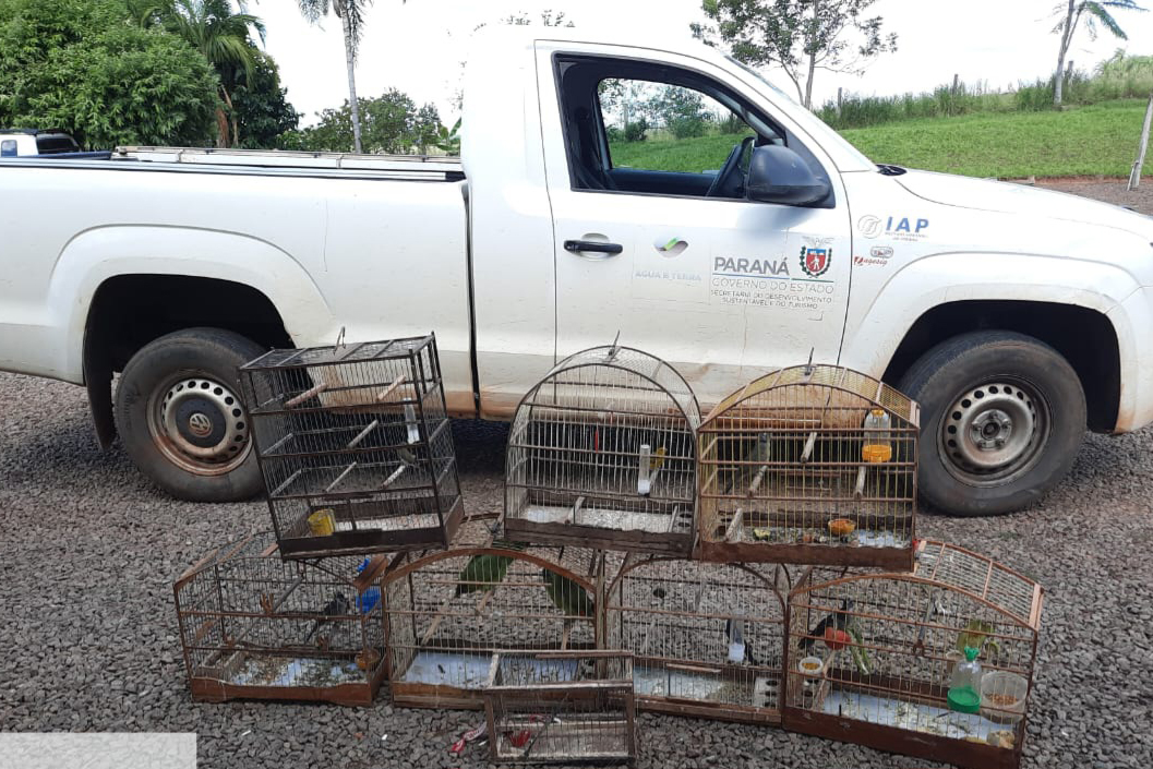 Setor de fiscalização do Instituto Água e Terra (IAT) resgatou seis aves silvestres de um criador clandestino em Perobal, no Noroeste do Paraná Foto: IAT