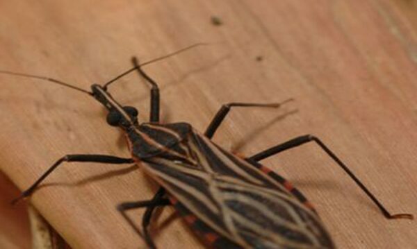 Fotos do inseto Rhodius Brethesi, o Barbeiro, vetor da Doença de Chagas © Fiocruz/Divulgação/Direitos Reservados