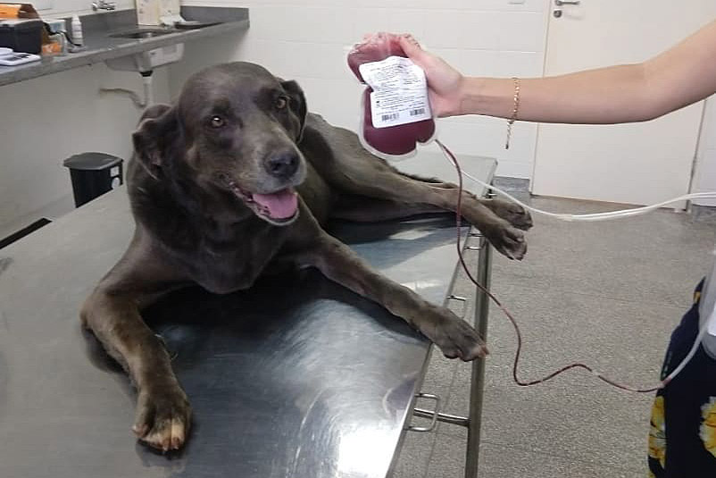 O Hospital Veterinário da Universidade Estadual de Londrina (HV-UEL), é o primeiro do País a ser registrado como um banco de sangue de cães e gatos. Atualmente a unidade conta com cerca de 40 cães Fot
