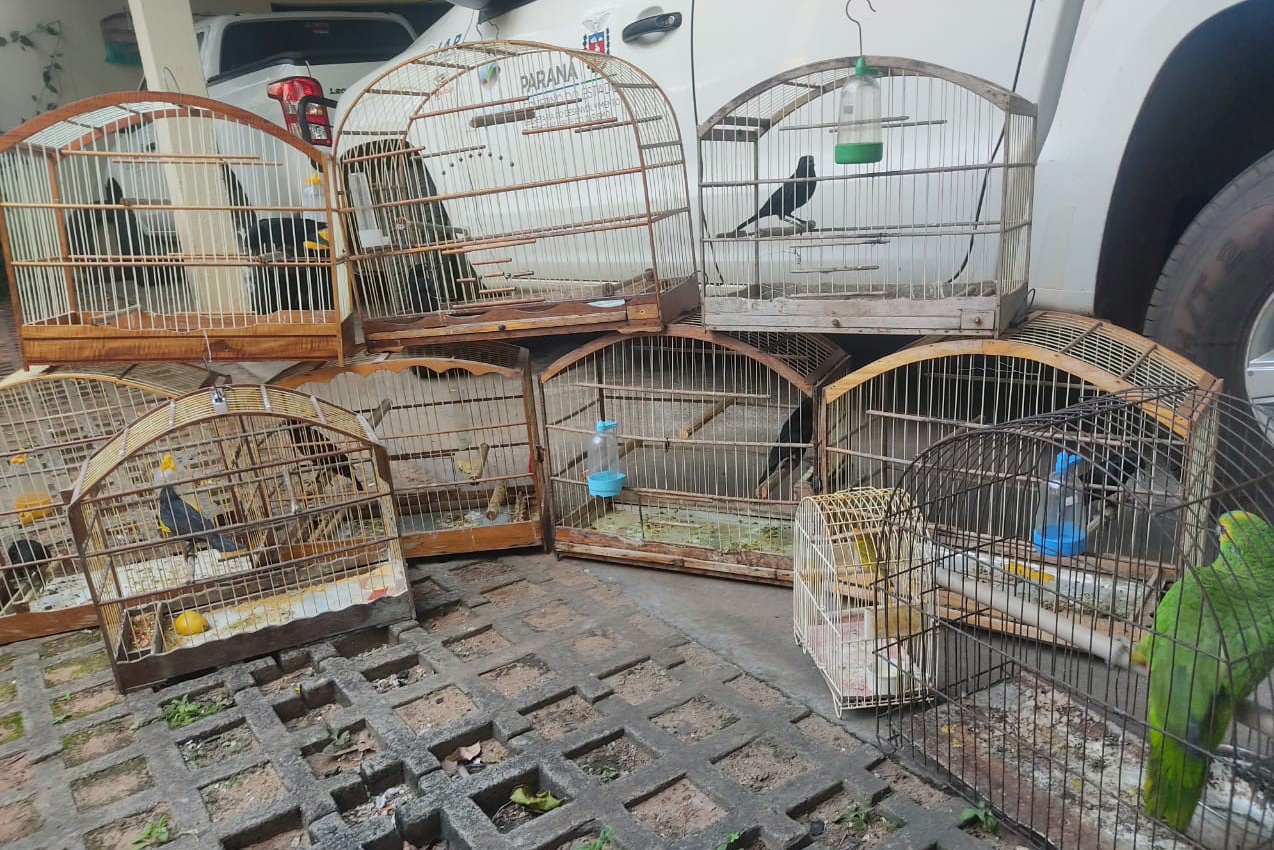 O setor de fiscalização do escritório regional do iAT de Umuarama resgatou nesta quarta-feira (23) 11 aves silvestres de um criador clandestino em Iporã Foto: IAT