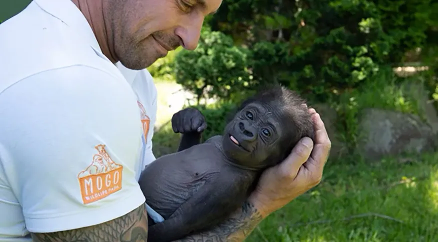 Diretor do Mogo Wildlife Park, Chad Staples, cuidou do bebê Kaius depois que seus pais o rejeitaram no nascimento em Nova Gales do Sul, Austrália Chad Staples/Mogo Wildlife Park