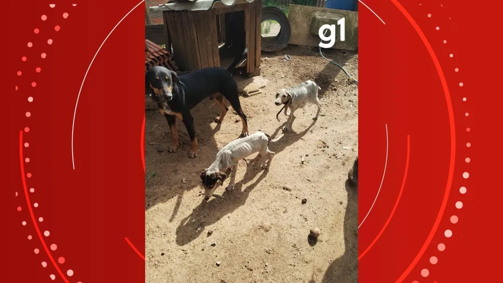 Cães foram encontrados desnutridos em casa de suspeito, em Imbituva (PR) - Foto: Reprodução/Polícia Civil