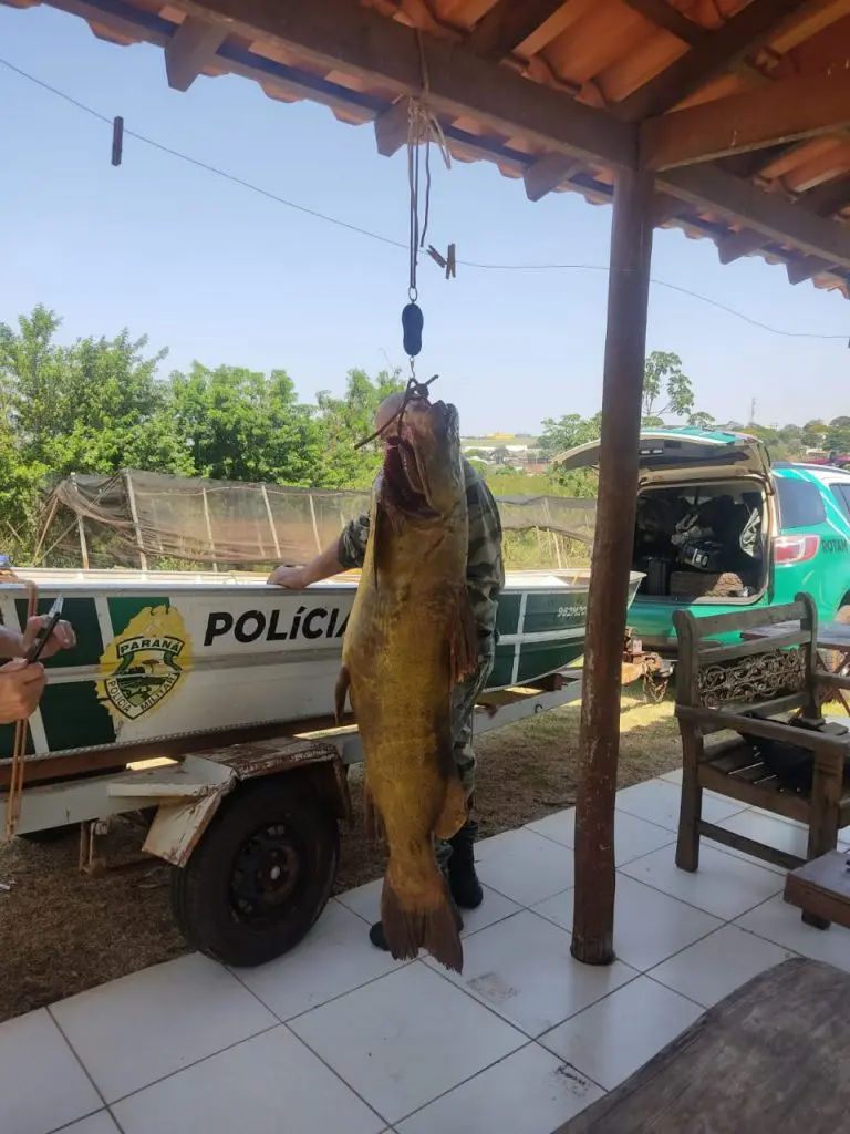 Pesca ilegal: Homem é preso após pescar peixe de 90 kg no Rio Ivaí. Foto: PM Ambiental.