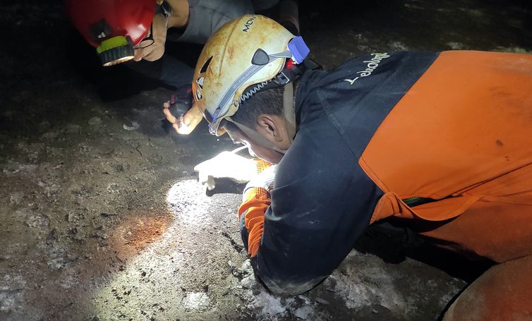 Pará - Animal em extinção de 1 mm é encontrado apenas em caverna no PA. Cientistas buscam sensibilizar comunidades para conservação de bichinho. Foto: Acervo IDEFLOR-Bio/PAT Xingu - Acervo IDEFLOR-Bio