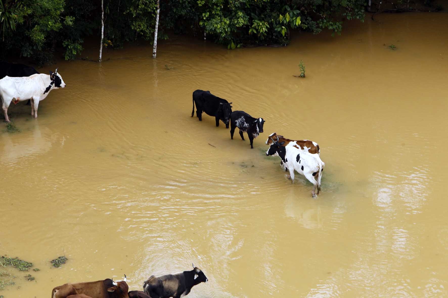 Paraná cria Rede Integrada para Atendimento de Animais em Desastres Foto: Orlando Kissner/Arquivo AEN