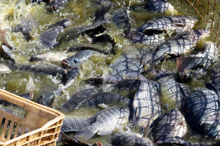 Paraná é líder na produção de tilápia no país. Projeto que tramita na Assembleia quer incluir o peixe na merenda escolar - Créditos: Jonathan Campos/AEN