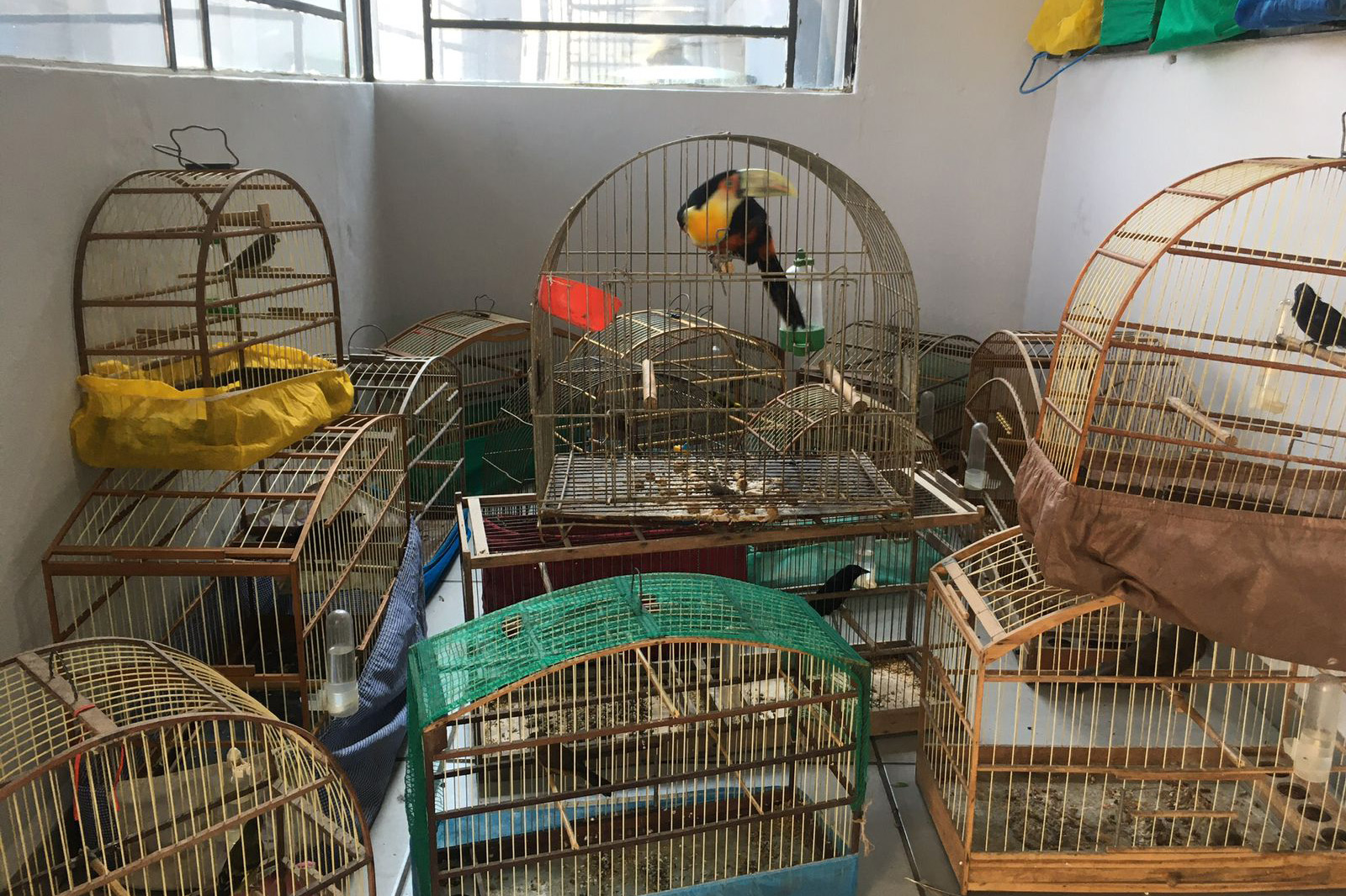 Fiscais do escritório regional do IAT de Curitiba resgataram 20 aves silvestres vítimas de maus-tratos em Rio Branco do Sul. Foto: IAT-PR