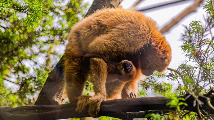 Na imagem Muriqui fêmea e seu filhote, espécie de macaco considerado maior primata das Américas (Foto: Daniel Castellano / SMCS)