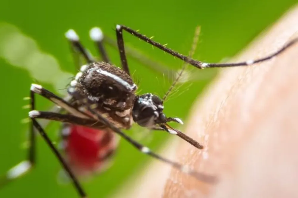O 'Aedes aegypti' atua como transmissor da chikungunya - Foto: Shutterstock/Khlungcenter