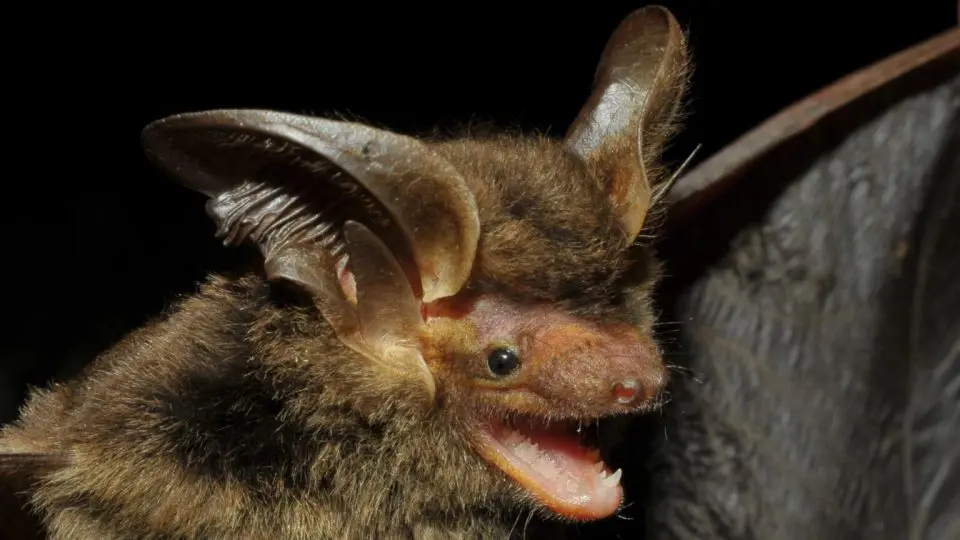 Morcego raro foi reencontrado em uma floresta de araucárias no Sudoeste do Paraná - Foto: Vinícius C. Cláudio/Fiocruz/Promasto